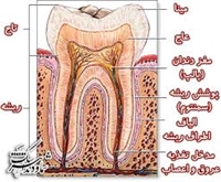 آغاز طرح تحول سلامت دهان و دندان  به صورت رايگان در سطح شهرستان نهبندان و حومه